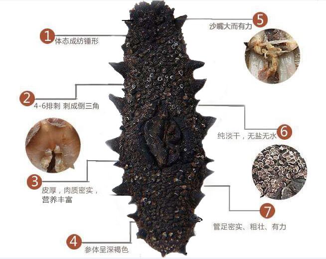 大连海参怎么辨别真假,大连海参怎么辨别真假是用药水吗