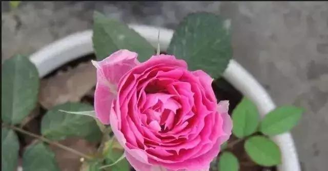 100种玫瑰品种图鉴大全,100种玫瑰品种图解