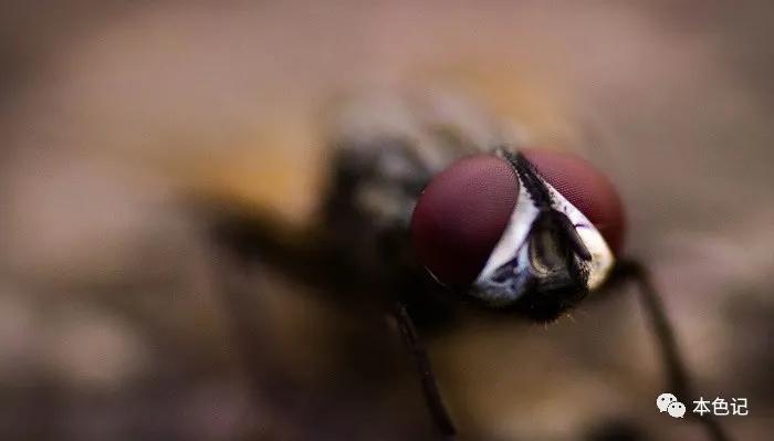 浴室里的小苍蝇,厕所里的苍蝇