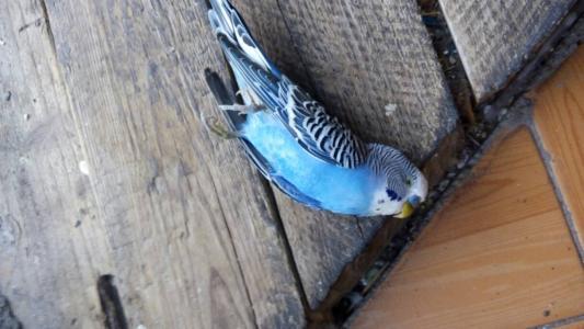 天气太热鹦鹉在家里怎么办,温度过高对鹦鹉有影响吗