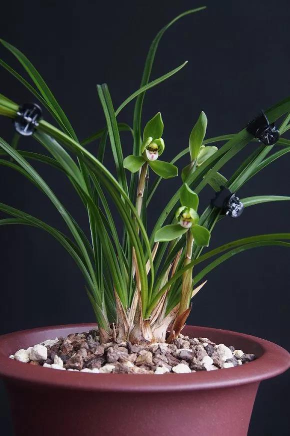 5种清香花,阳台养一盆,芬芳不断,家里清香四溢,异味全无