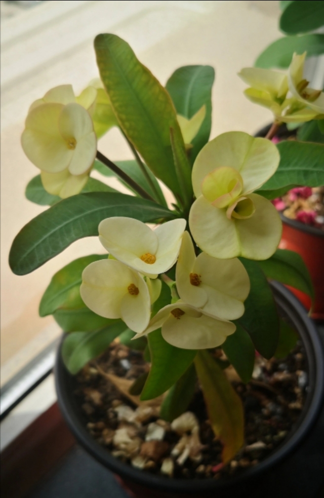 这8种花四季开花不断漂亮又好养,18种奇花异草图片