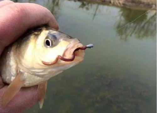 漂相没动作提竿有鱼怎么回事,有漂相打不中鱼什么原因