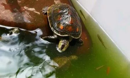 养龟净化水质的药物有什么,养鱼和养龟的水质区别