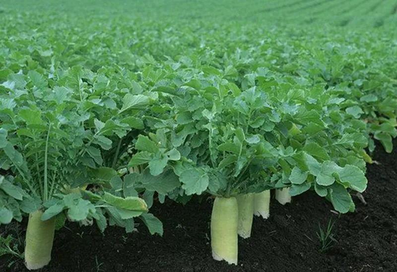 桑植誉满三湘,桑植土特产有些什么品种