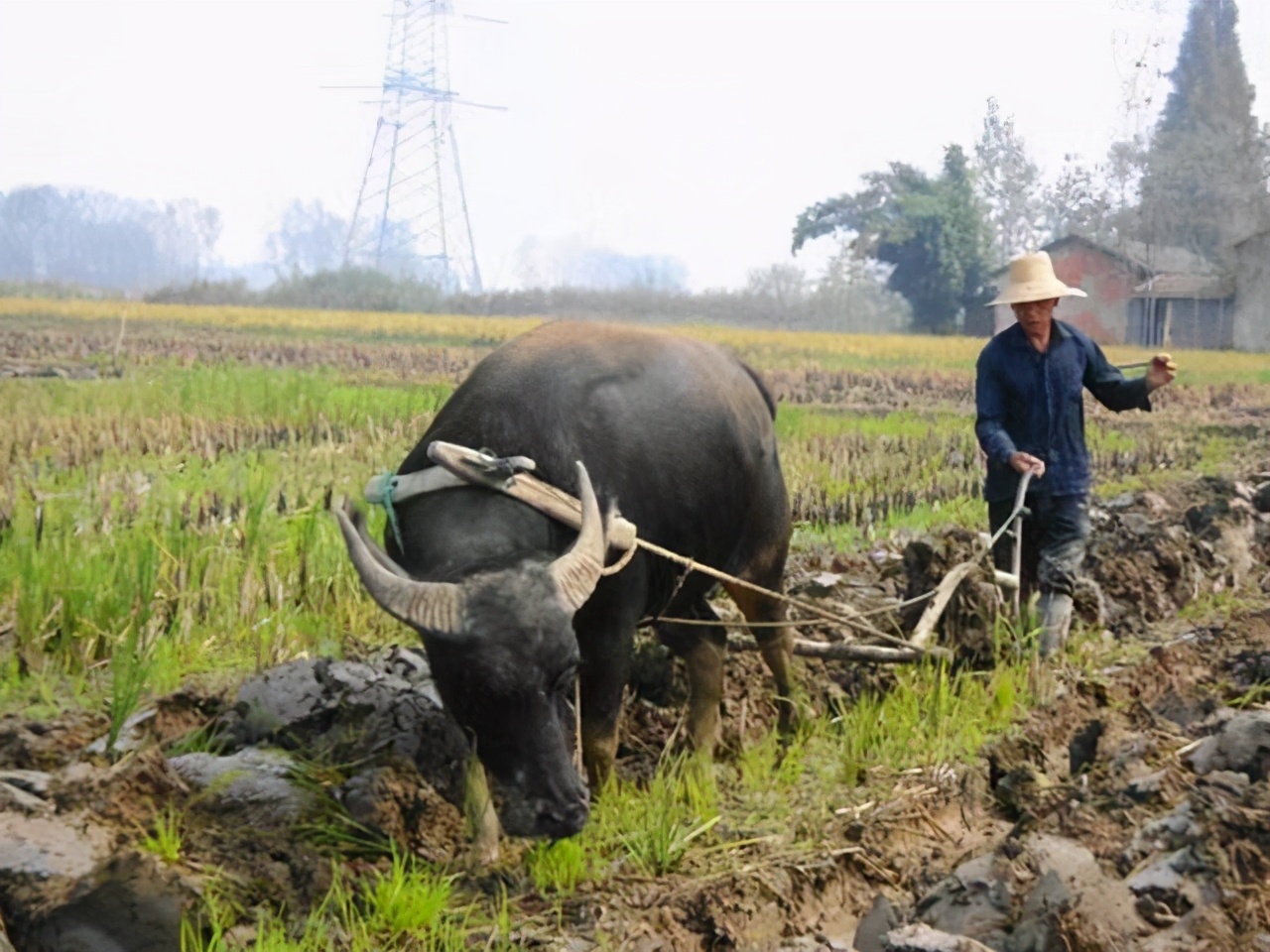 父亲的犁耙耕过的田,父亲的老黄牛