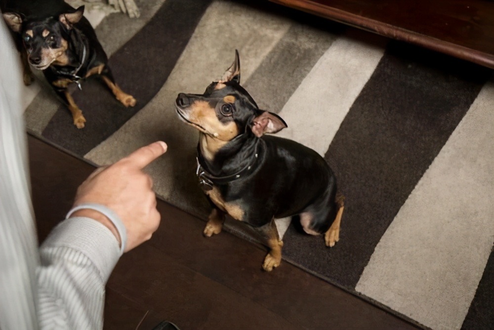 学会这七个秘诀训狗超简单,教狗狗本领怎么教