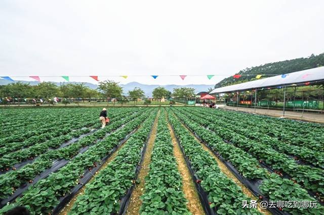 58抢花都志惠农场+玻璃桥套票惊险横跨268米更有环球飞车项目