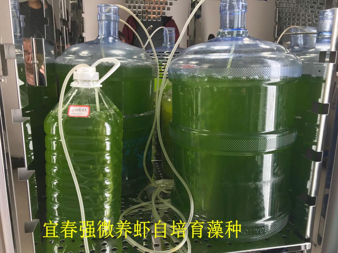 海白虾养虾技术新手入门,养海虾的技术和方法