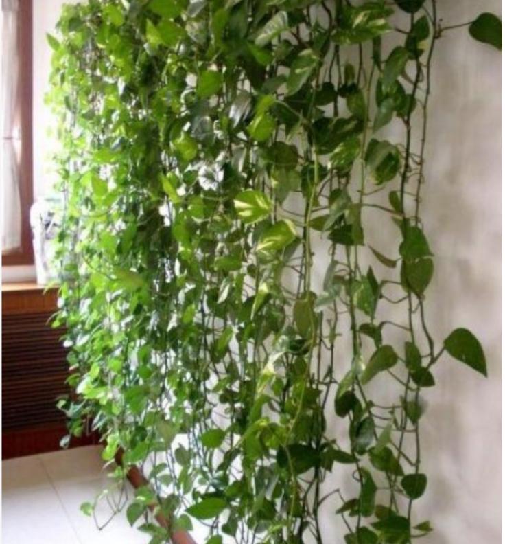 绿萝换盆后施肥过多黄叶怎么办,绿萝黄叶蔫了能换土吗