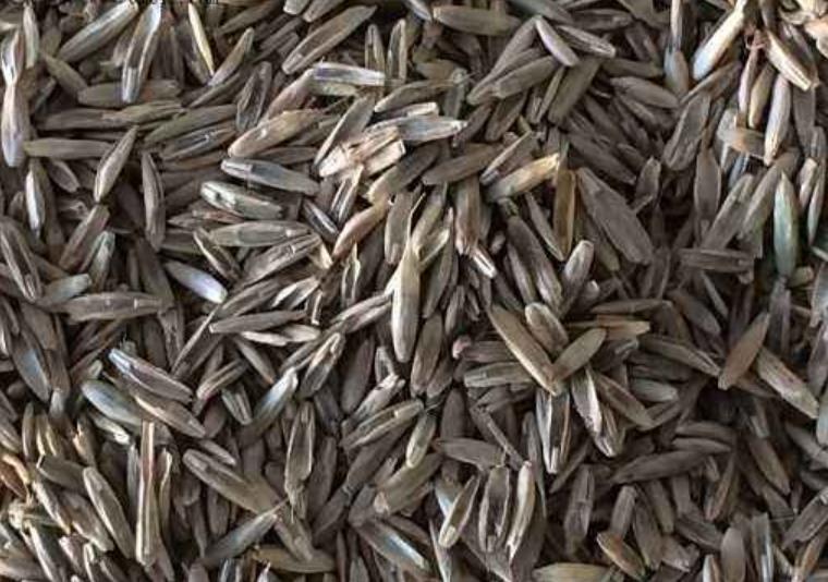 秋季种植牧草黑麦草,黑麦草种植效益