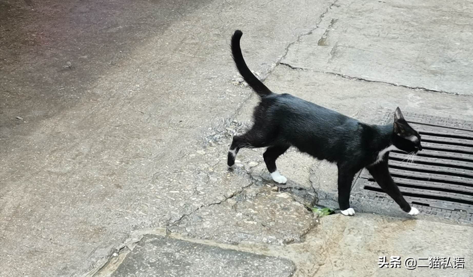 奶牛猫欲向鱼档主讨鱼吃,见有人来买鱼竟然如此做,真是太聪明了