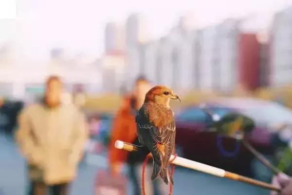 即将消失的花鸟鱼虫市场,天津消失的鱼虫市场