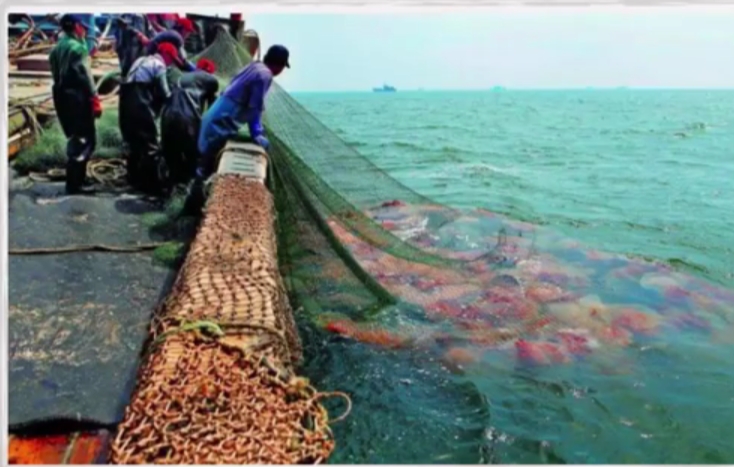 人工养殖海鲜全过程,内陆地区人工养殖海鲜