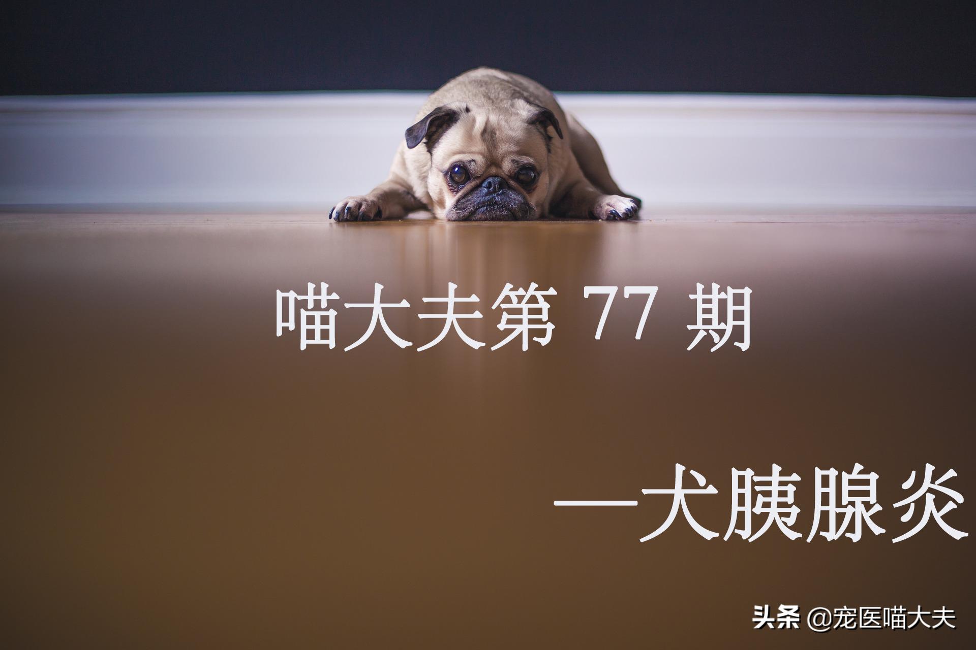 犬胰腺炎的病发原因、症状以及应对措施分析！