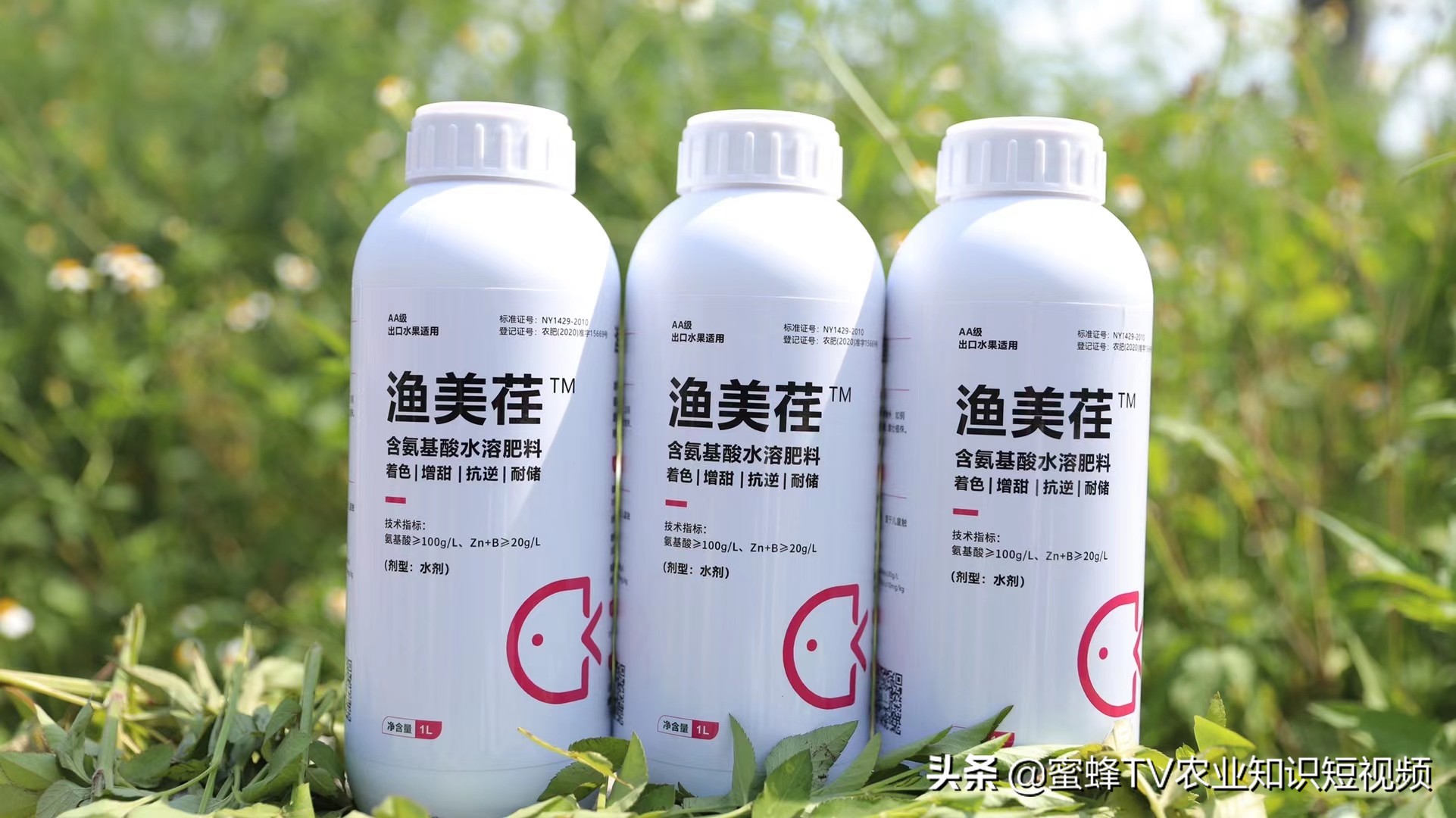 作物转色增甜期，如何管理才能着色均匀，果实甜，卖出好价钱？