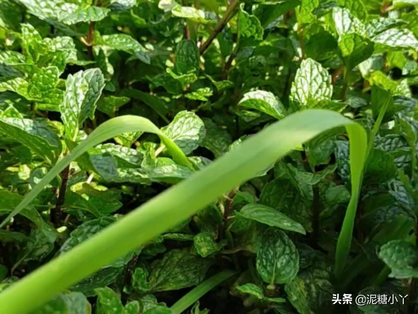 香辛蔬菜,自己种的纯天然薄荷的绿色蔬菜