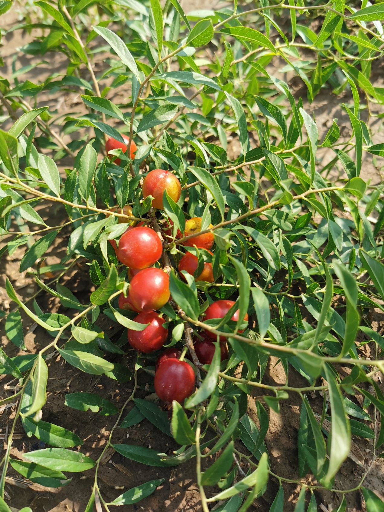 六稳、六保新形势下的欧李产业乘风破浪