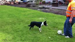 边牧果然是最聪明的,这就是传说中的智商第一的边牧么