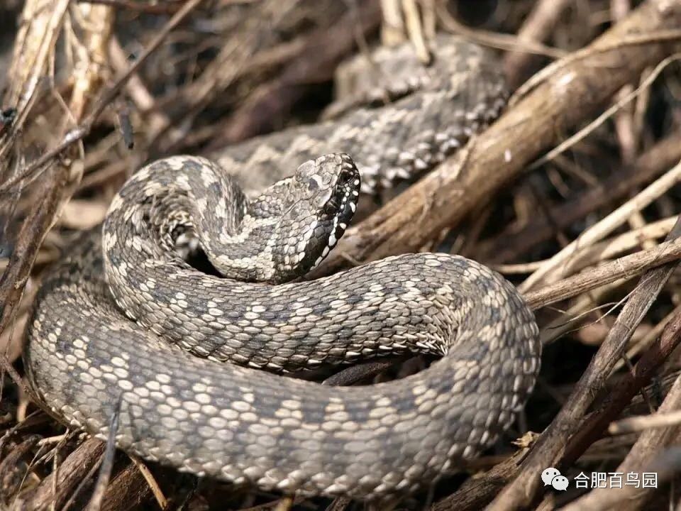 蛇如何升级为龙,可以升级的蛇