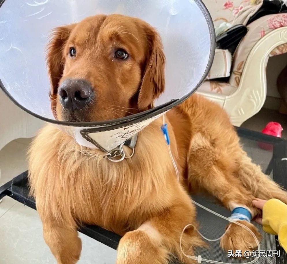 金毛空运被热死事件还原,空运变陆运金毛事件