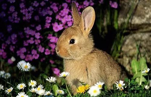 狡兔三窟是什么原因,狡兔有三窟是指什么生肖