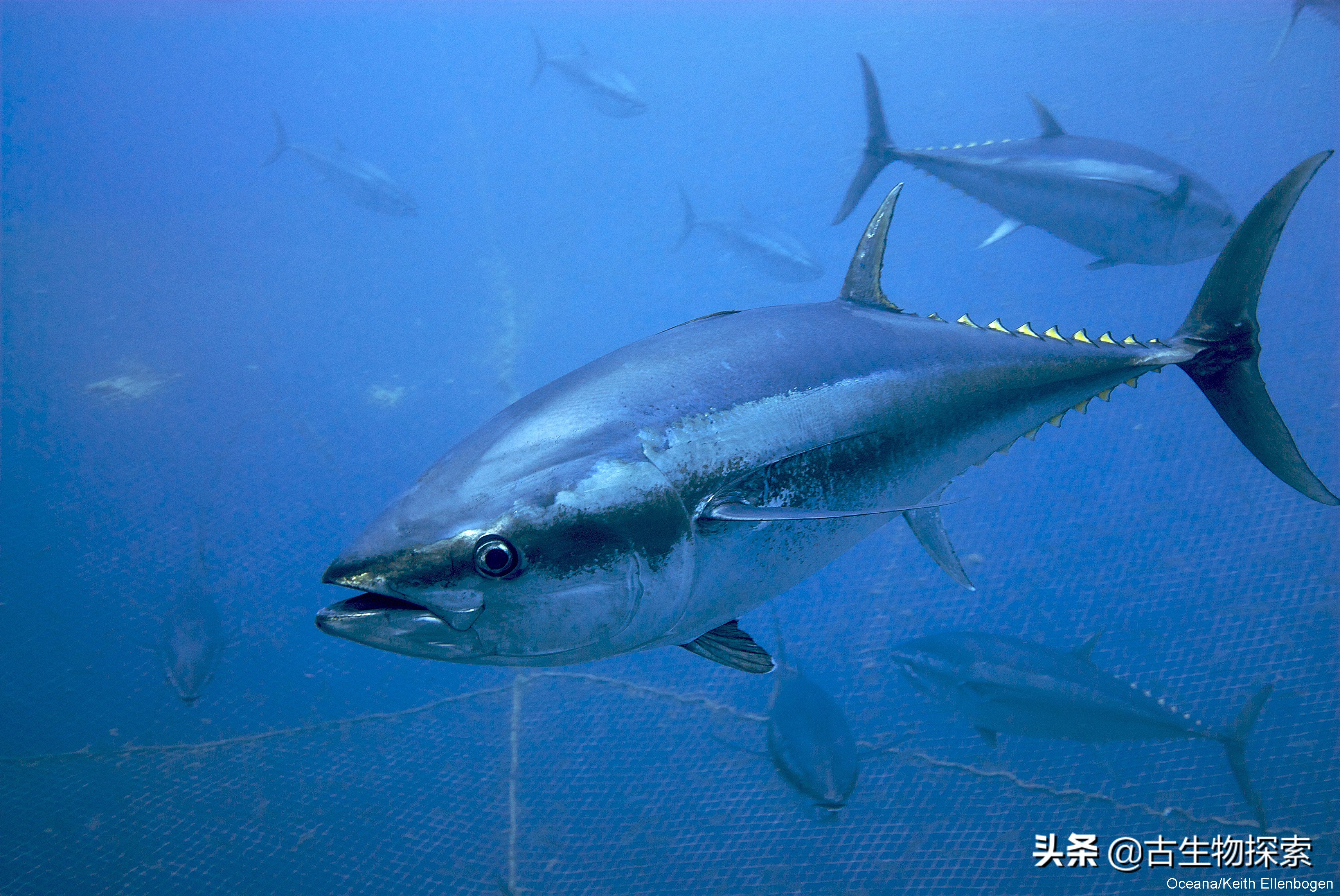 金枪鱼被吃光,金枪鱼被吃掉了