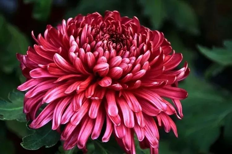 花中四君子菊花,花中四君子菊花的简介