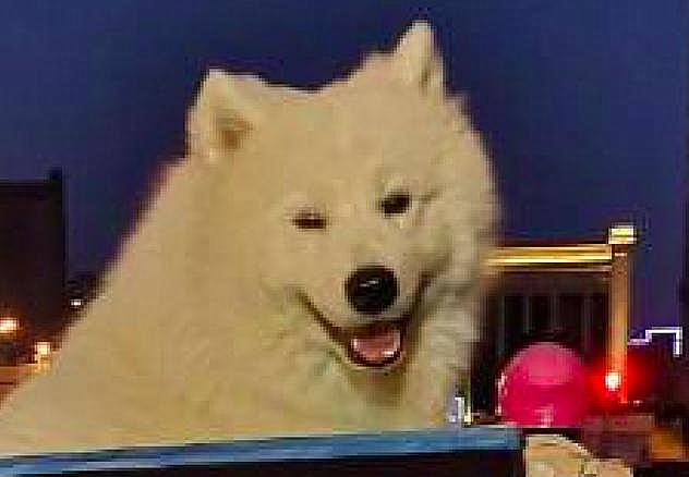 外卖小哥萨摩视频,外卖小哥和萨摩