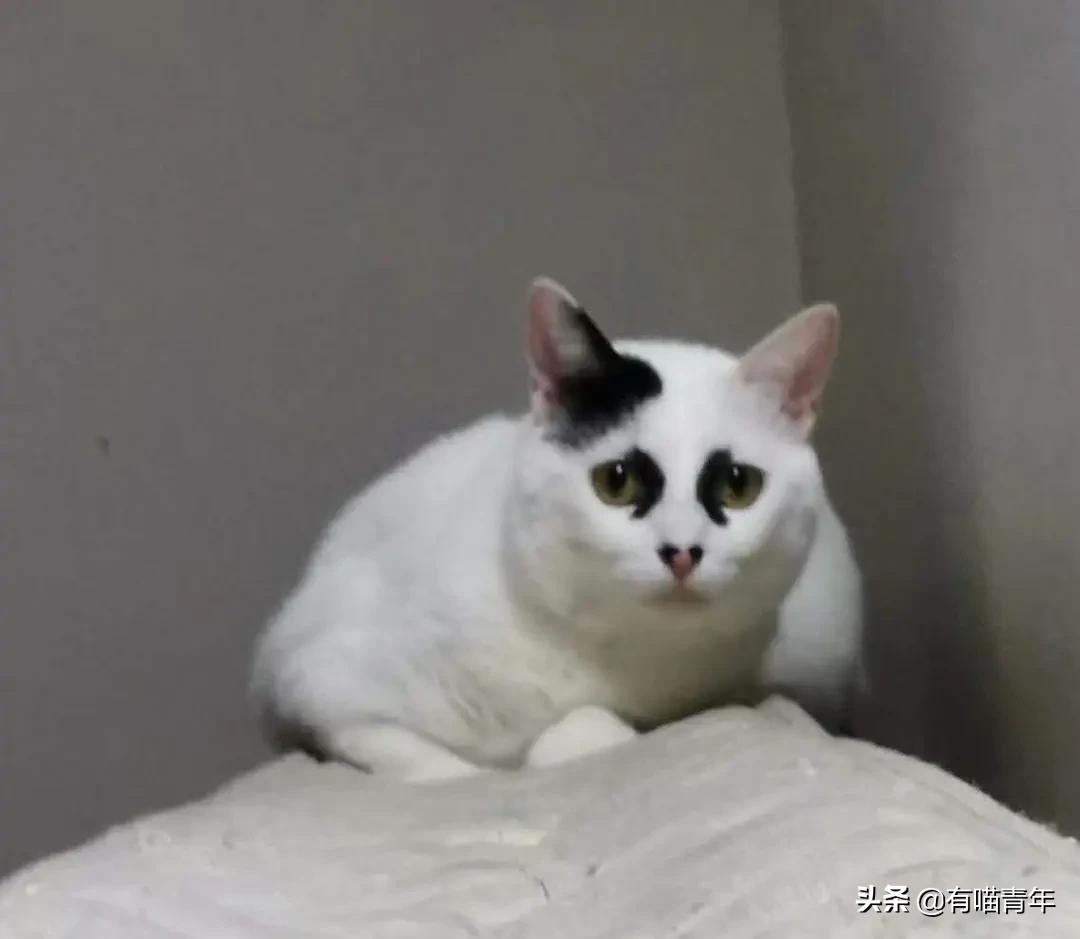 喷墨机为何突然对猫下此毒手?