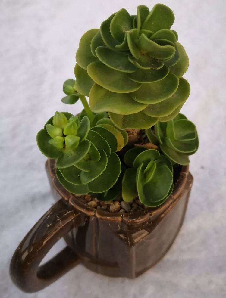 一花一世界多肉园艺,一花一世界一叶一菩提多肉植物