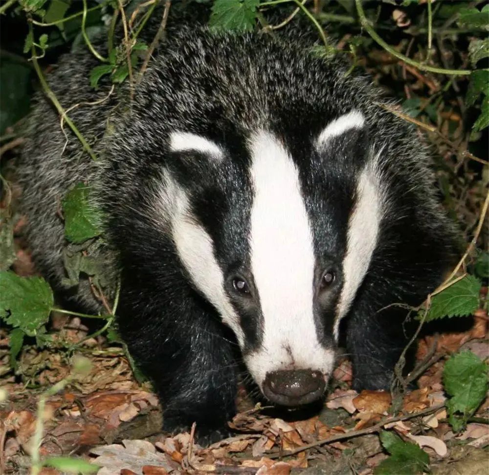 狗獾咬死平头哥,狗獾到底有多可怕