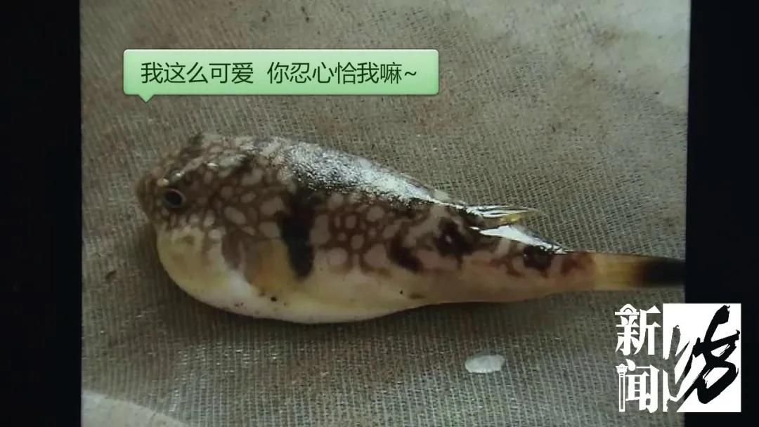 男子吃了这种鱼后中毒,不小心吃了剧毒章鱼的人