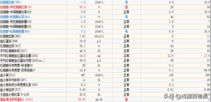 猫咪得了猫瘟初期症状,猫咪得了猫瘟治疗得多少钱