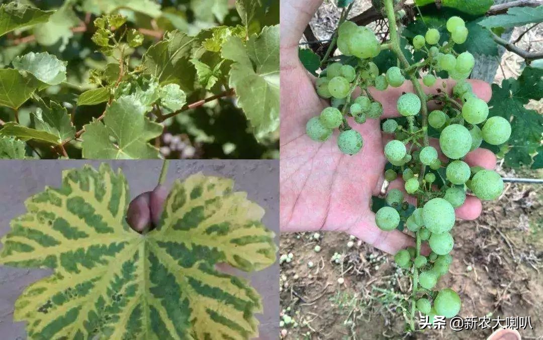 缺钙、缺镁、缺锌，不用愁，果农用它！三大元素，一次搞定！