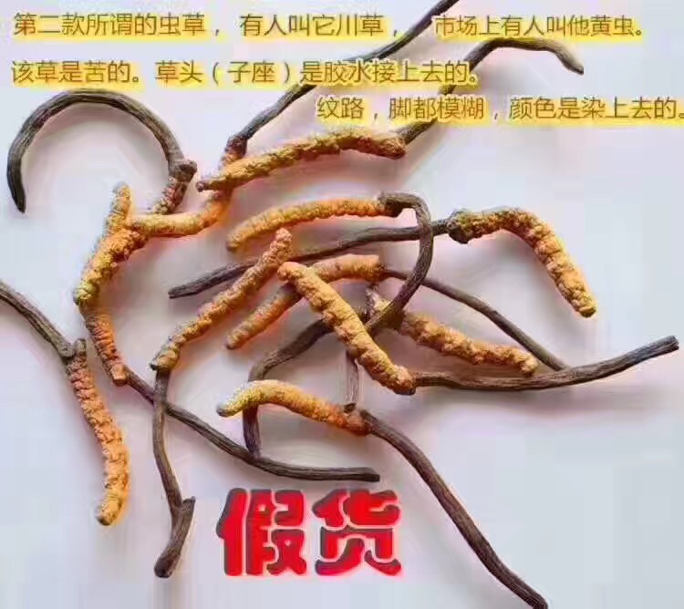 央视揭秘冬虫夏草的骗局,冬虫夏草骗局曝光