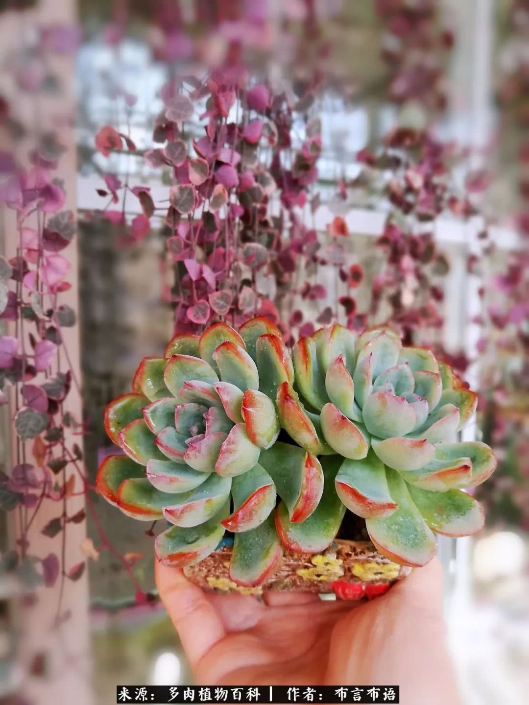 多肉的真实生活感悟,多肉的生活感悟