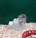 搞笑gif段子因为爱情所以共患难,搞笑gif段子小伙子你谈恋爱了吗