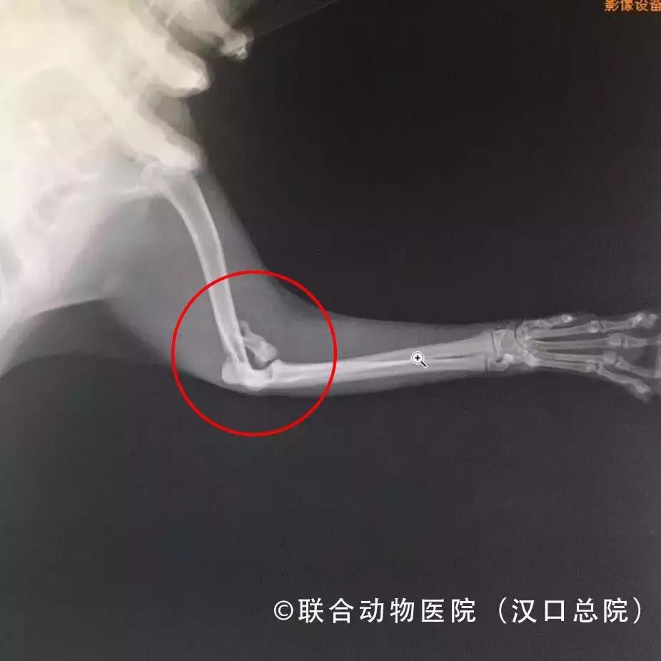 猫咪狗狗骨折了怎么办？扒一扒宠物“骨子里”的那些事