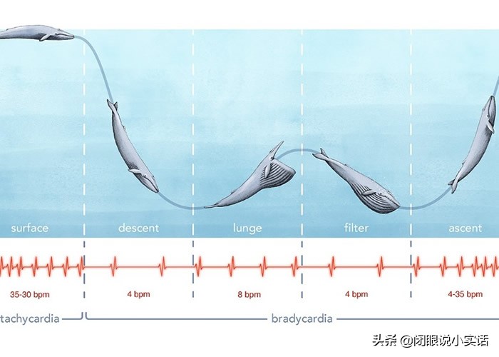 蓝鲸的心跳有多慢,蓝鲸的心跳可低至每分钟2次潜水