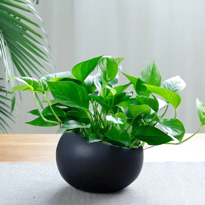 绿萝晒伤怎么补救最快,绿萝被晒伤的表现是什么怎么补救