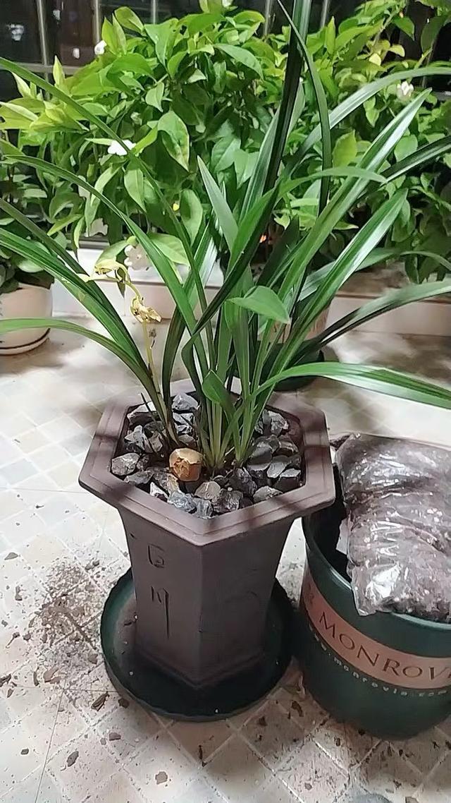 怎么判断兰花换盆成活状态,兰花爆盆后是分株好还是换大盆好