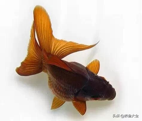 罕见最漂亮的金鱼图片,漂亮的金鱼图片大全