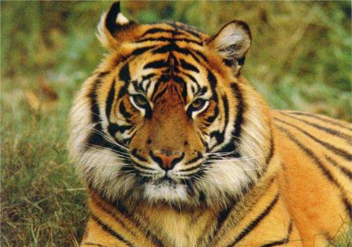 羚羊与华南虎,华南虎和藏羚羊