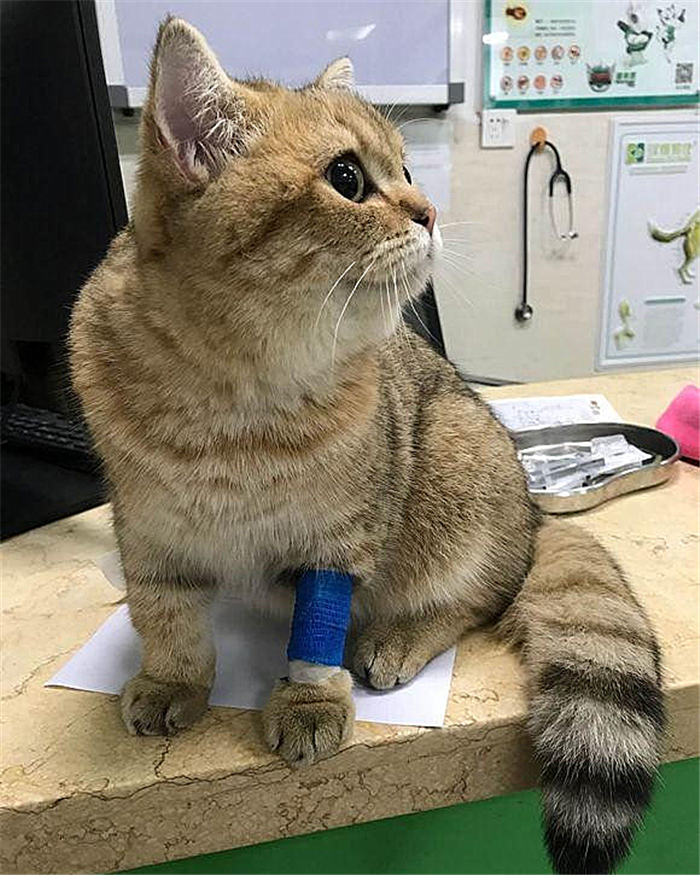 猫咪肺水肿会引起鼻支吗,猫咪肺水肿导致脏器衰竭