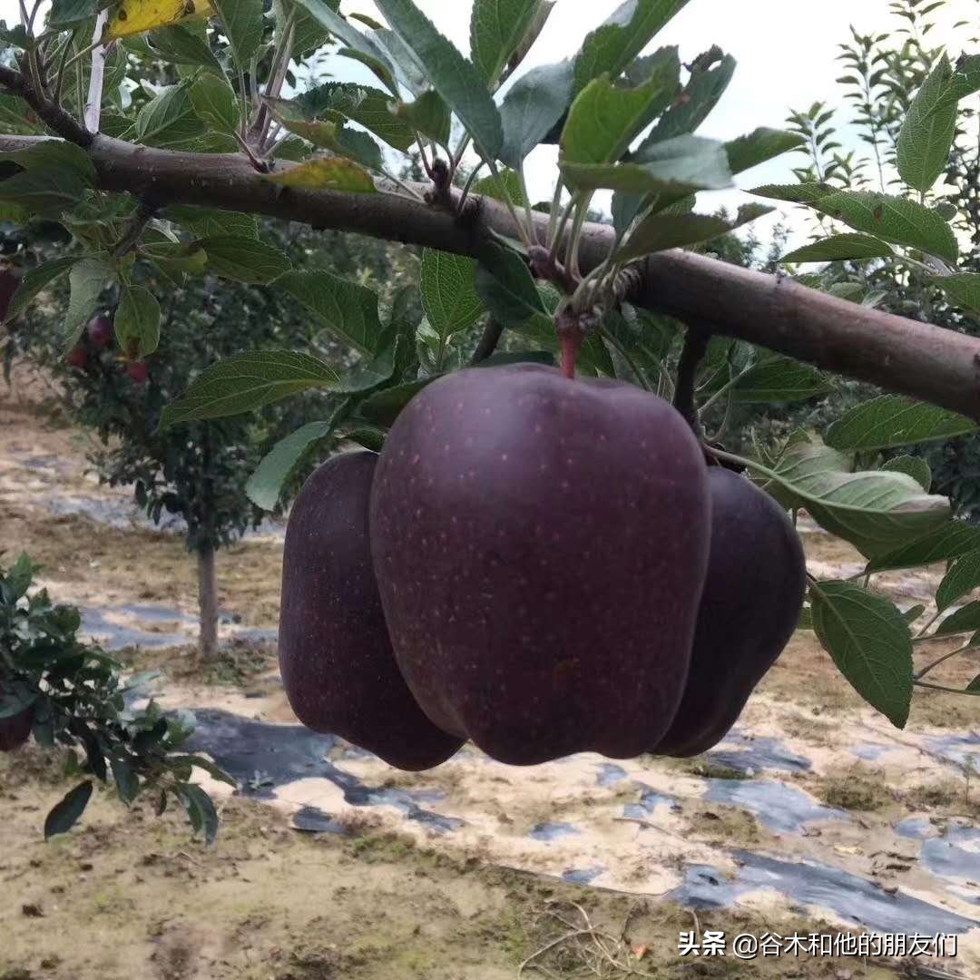 花花牛苹果挑选方式,特级花牛苹果几个一斤