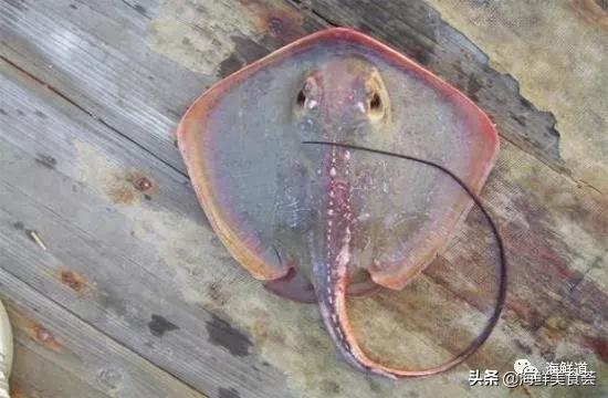 102种海鲜,营养丰富的海鲜有哪些品种