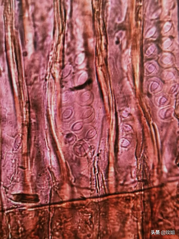 阴沉木和乌木是同一种木吗,阴沉木是什么木