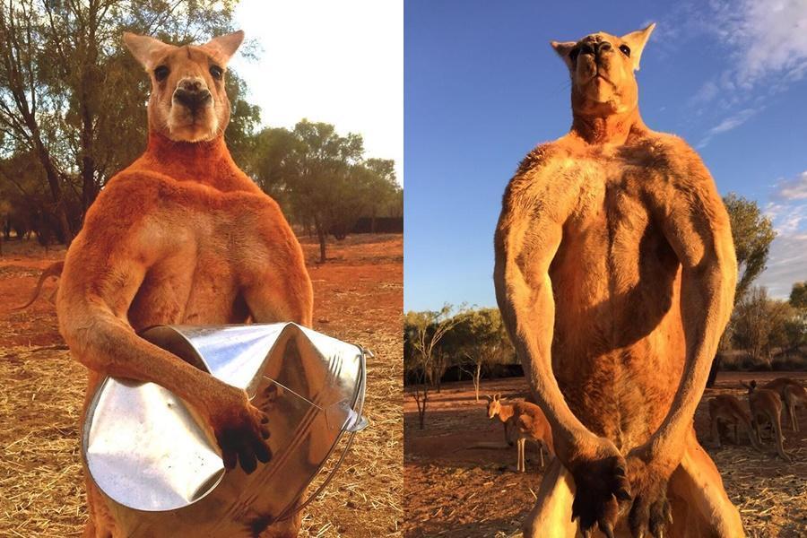 偶遇澳洲巨型袋鼠,澳大利亚巨型袋鼠