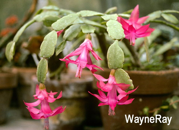 陆龟最喜欢的蔬菜,陆龟爱吃什么